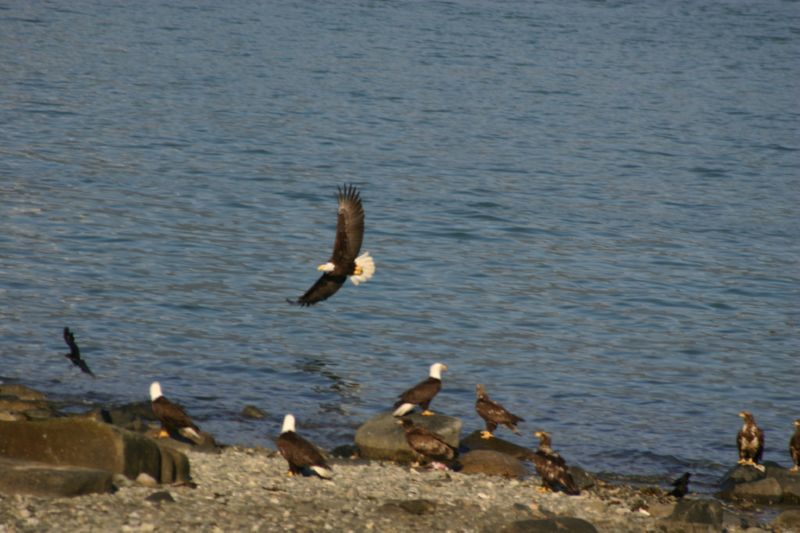 062404 Haines AK (10070)